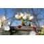 Fotografija bubamara u proljeće
