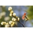 Kuva luonnosta keväällä: perhonen kukka