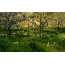 Natuurfoto's in het voorjaar: paardebloemen in de wei