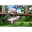 Foto di un gattino nel giardino estivo