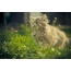 Gattino felice nell'erba