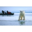 Orso polare e turisti