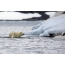 Due cuccioli di orso bianco hanno afferrato la madre, che ha deciso di nuotare verso l'isola vicina. Le forze stanno esaurendo l'intera trinità