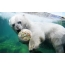 I dyrehagen i Hannover blir isbjørne reddet fra varmen av frosne yoghurt og frukt desserter.