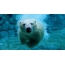 在水下的北极熊在动物园里