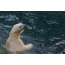 Oso polar en el zoológico de novosibirsk