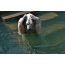 Isbjørn rømmer fra varmen i dyrehagen