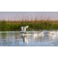 Divoké labutě v deltě Volhy