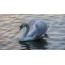 Swan op het water