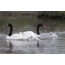 I-pair of swans-necked swans