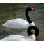 Swan swan