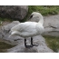 ITragumpeter Swan