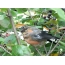 A young bullfinch eats black chokeberry and looks at the photographer with caution