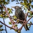 Starling in the branches
