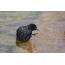 Starling uzima vodene tretmane