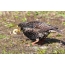 Starling kakalardoa larba ehizatu