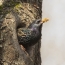 Starling bouwt een nest. Beeld dat op Eiland Losiny wordt genomen