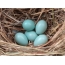 Starling eggs. Laying of Common Starling Eggs