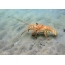 Lobster lori isalẹ