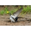 Showdown van stedelijke zwaluwen op het moment van het verzamelen van klei op de nesten