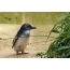 Penguin kecil