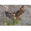 Swallow feeds kuikens op het nest