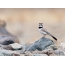Horned Lark - Bird of Gorny Altai