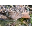 Ұшақ көктемінде жүзіп бара жатқанда, украиналық «Хортиця» ұлттық қорығы