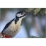 Jalu woodpecker nempo hébat
