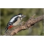 Weyn Looga Dhigay Woodpecker