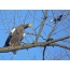 Eagle Eagle "na-aṅụ iyi" na magpie na-enye ya nsogbu