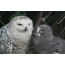 Polar owl with chick