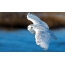 I-polar owl in flight