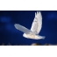Polar owl in flight