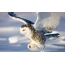 I-Polar owl kwi-flight low