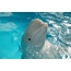 Beluga di dolphinarium