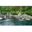 Beluga cete grandia aquarium in in Vancouver