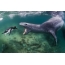 Jūras leopards medības par pingvīnu