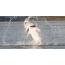 Beluga hopper ut av vannet