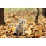 Foto kattunge på høsten