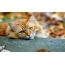 Рудий кіт восени