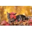 Foto kucing di musim gugur