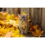 Foto kucing di musim gugur