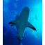 Shark, pamje fundore. Foto e marrë në zonën e Bahamas