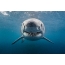 Grand requin blanc au large de la côte sud-africaine