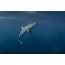 დიდი თეთრი ზვიგენი