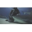 GIF图片：爱抚鲨鱼