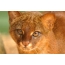 Fotó egy gyönyörű jaguarundi megjelenésről