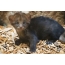 Cub jaguarundi a prágai állatkertben született