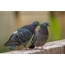 Ljubav i golubovi